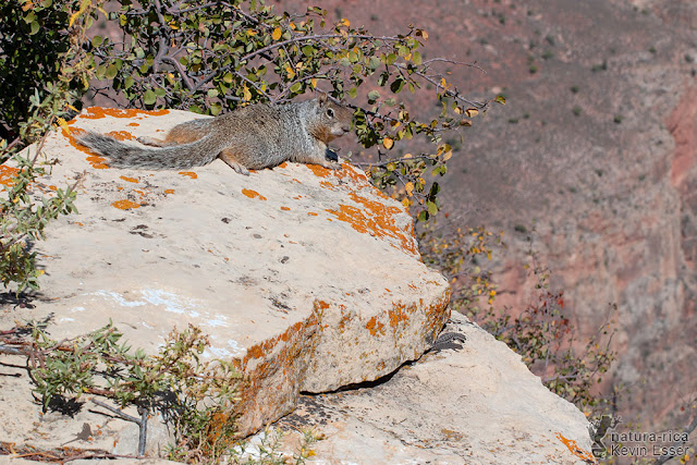 Rock Squirrel and three Ornate Tree Lizards