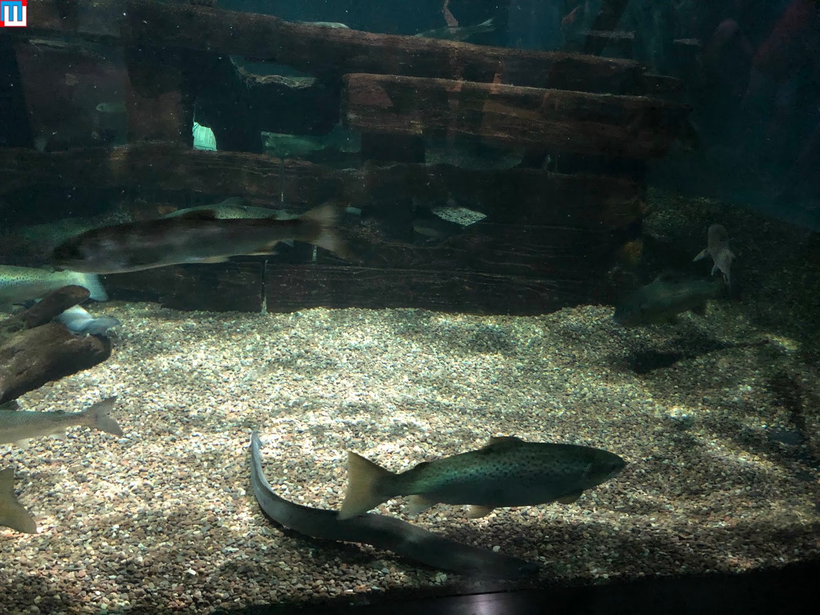 MidwestInfoGuide Aquarium of Niagara (Niagara Falls)