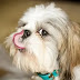 15 Reasons Shih Tzus Are The Worst Indoor Dog Breed Of All Time