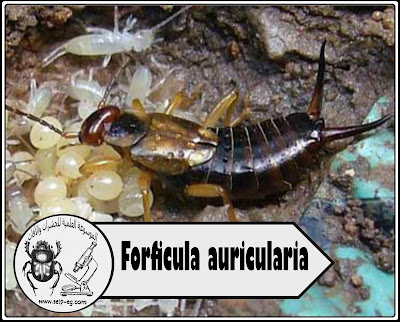 أنثى أبو مقص من نوع Forficula auricularia تحتضن البيض
