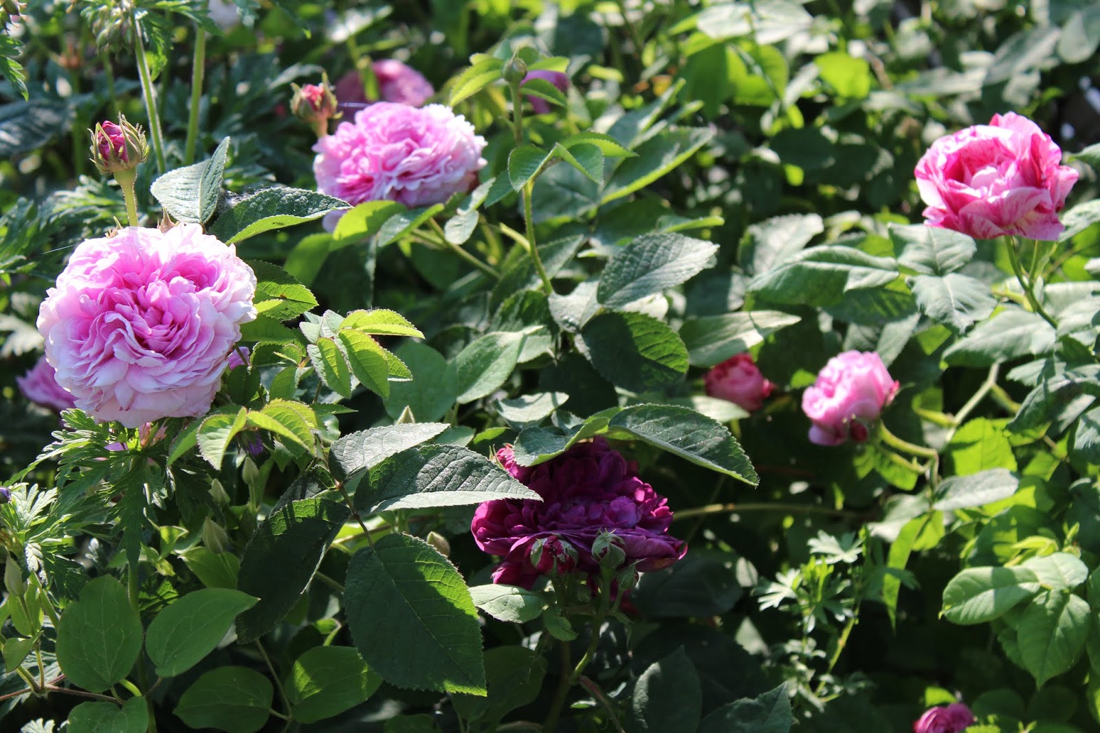 Fleurs Au Potager Le Soucis