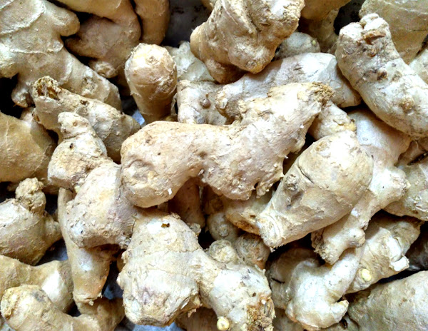 ginger farming, commercial ginger farming, ginger farming business, how to start ginger farming, ginger farming guide, ginger farming profits