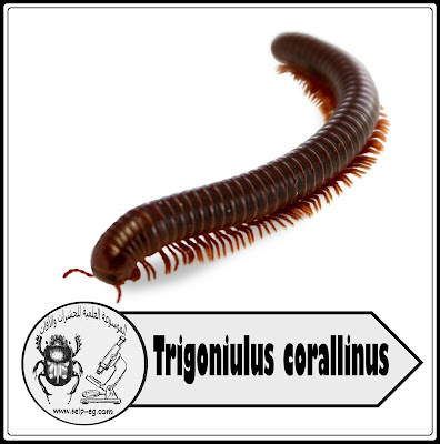 ألفية الأرجل نوع Trigoniulus corallinus