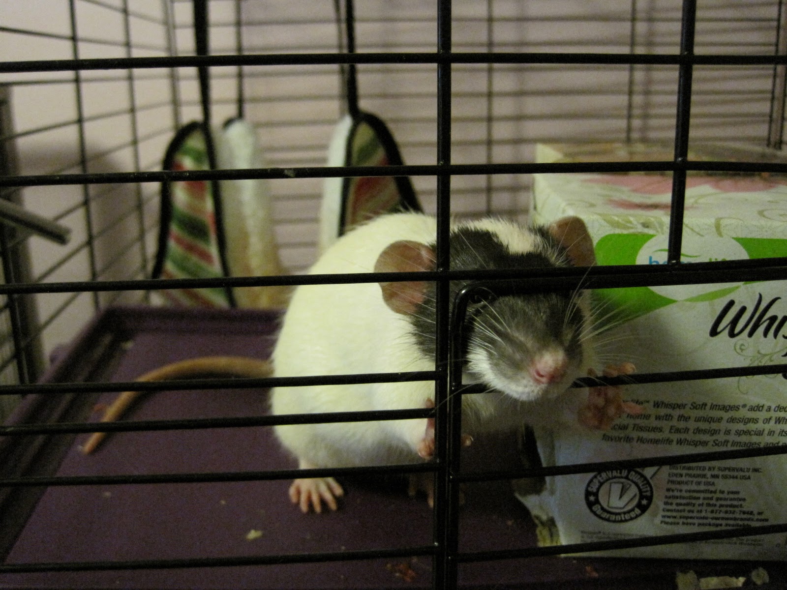 Happy Rat Blog