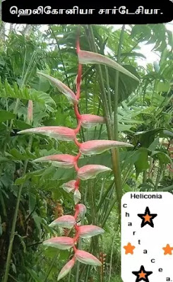 Heliconia chartacea.