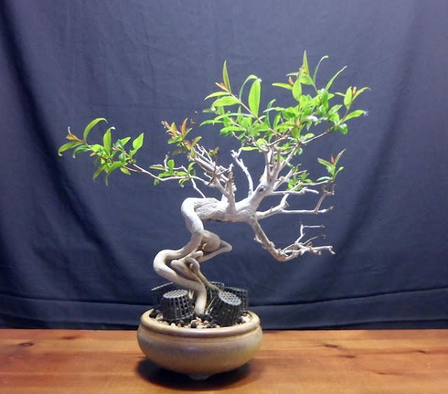 granado nejikan bonsai