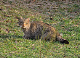 Gato montés