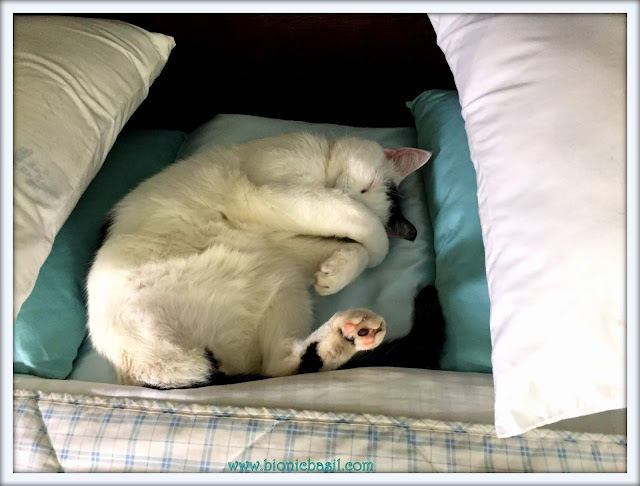 Smooch's Big Sunday Sleep-In ©BionicBasil® The Sunday Selfies