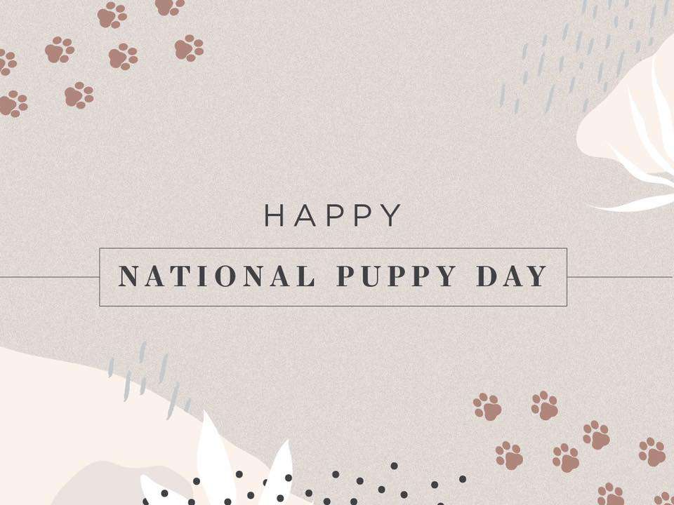 National Puppy Day Wishes Awesome Images, Pictures, Photos, Wallpapers National Puppy Day Wishes Awesome Images, Pictures, Photos, Wallpapers