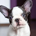 12 Signs You Are A Crazy French Bulldog Person