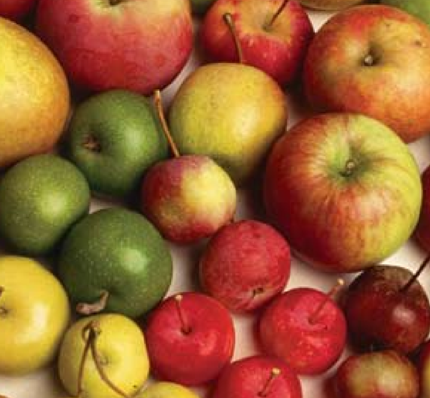 FOOD HISTORY History and origin of apples