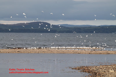 Flock of seagulls rising from the shoreline