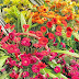 flowers palette