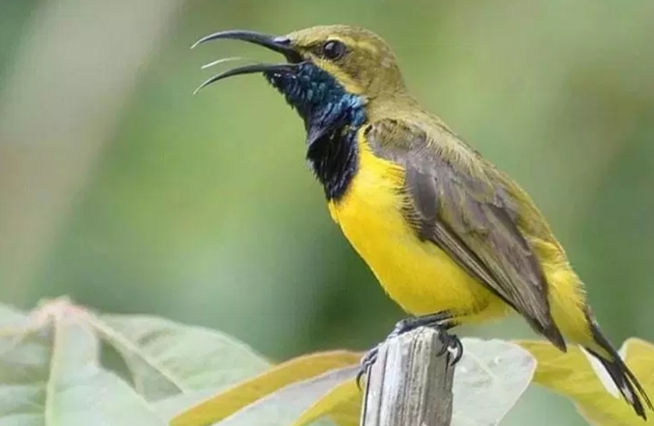 Burung Kolibri Burung Kolibri Burung Hewan Peliharaan