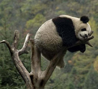 Oso Panda gigante descansando en la última rama de un árbol Oso Panda gigante descansando en la última rama de un árbol