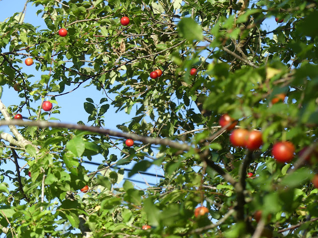 Ciruelos Cerezos silvestres