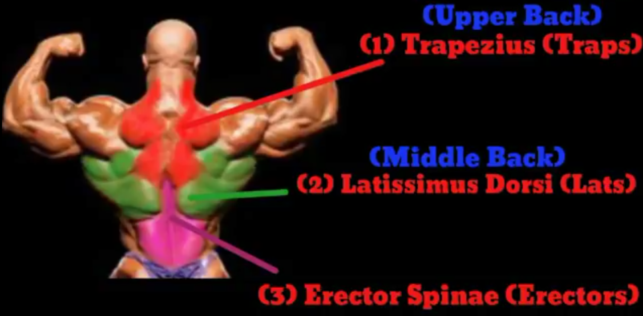 Back Workout Routine for Mass Back Exercise at home for Men