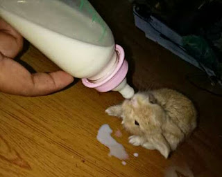 Susu Untuk Anak Kelinci