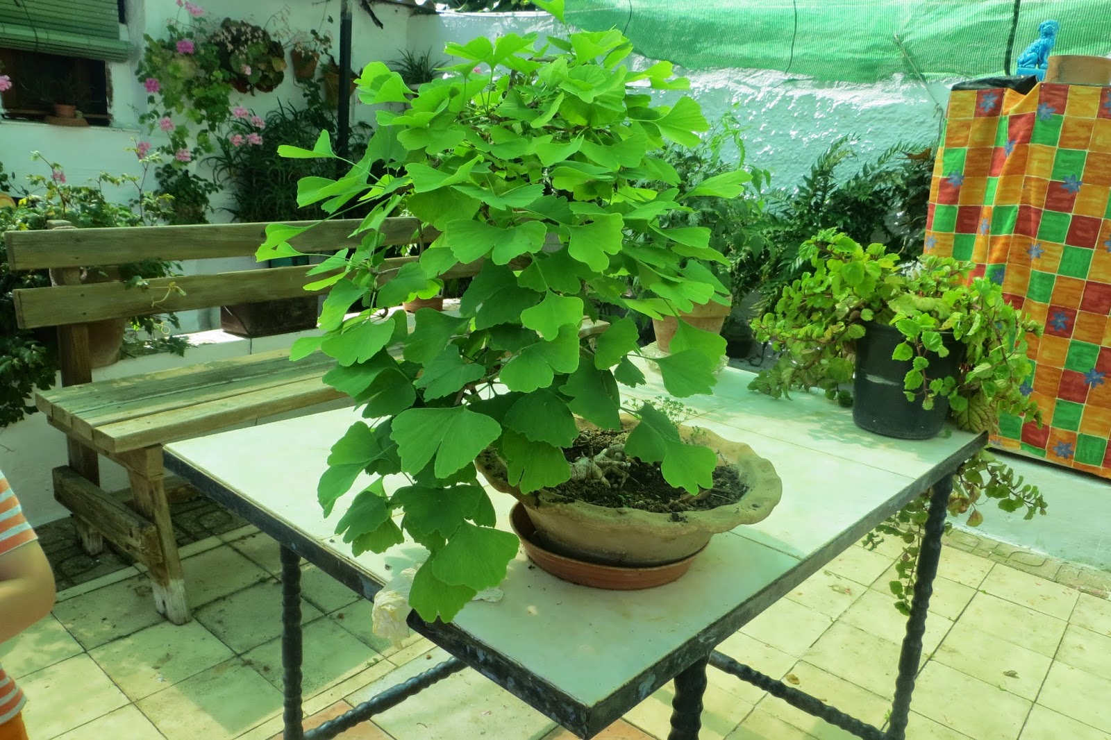 CPR.BEMBEZAR: LOS PATIOS DE CÉSPEDES EN LA PRIMAVERA DEL AÑO 2014