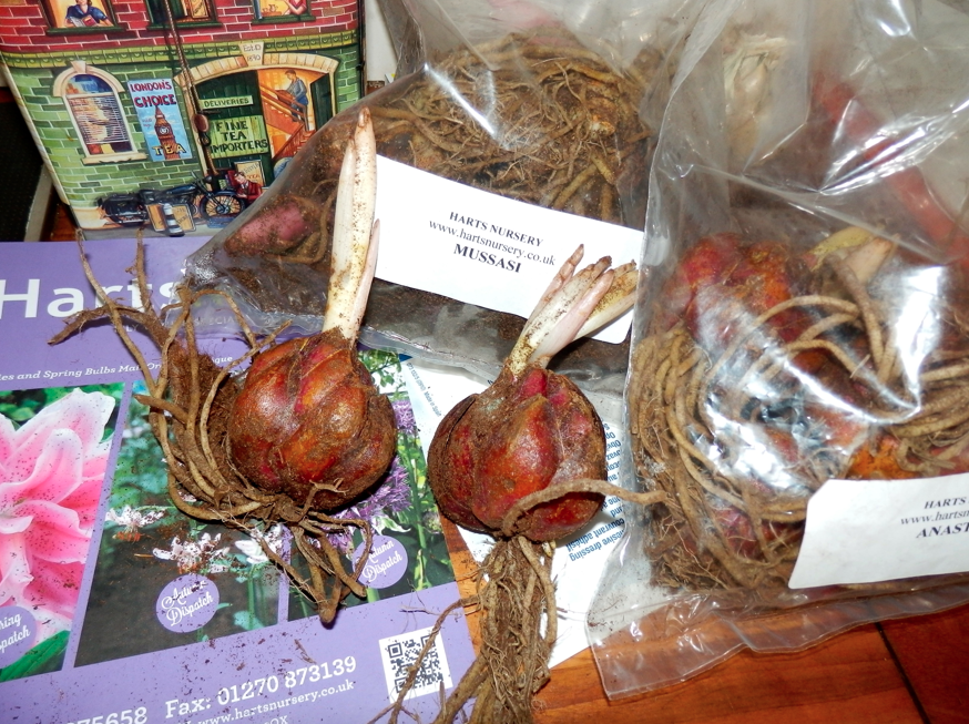 )). лилия формозская луковицы. луковица кливии. луковица саранки. лилия деление клубня луковицы.