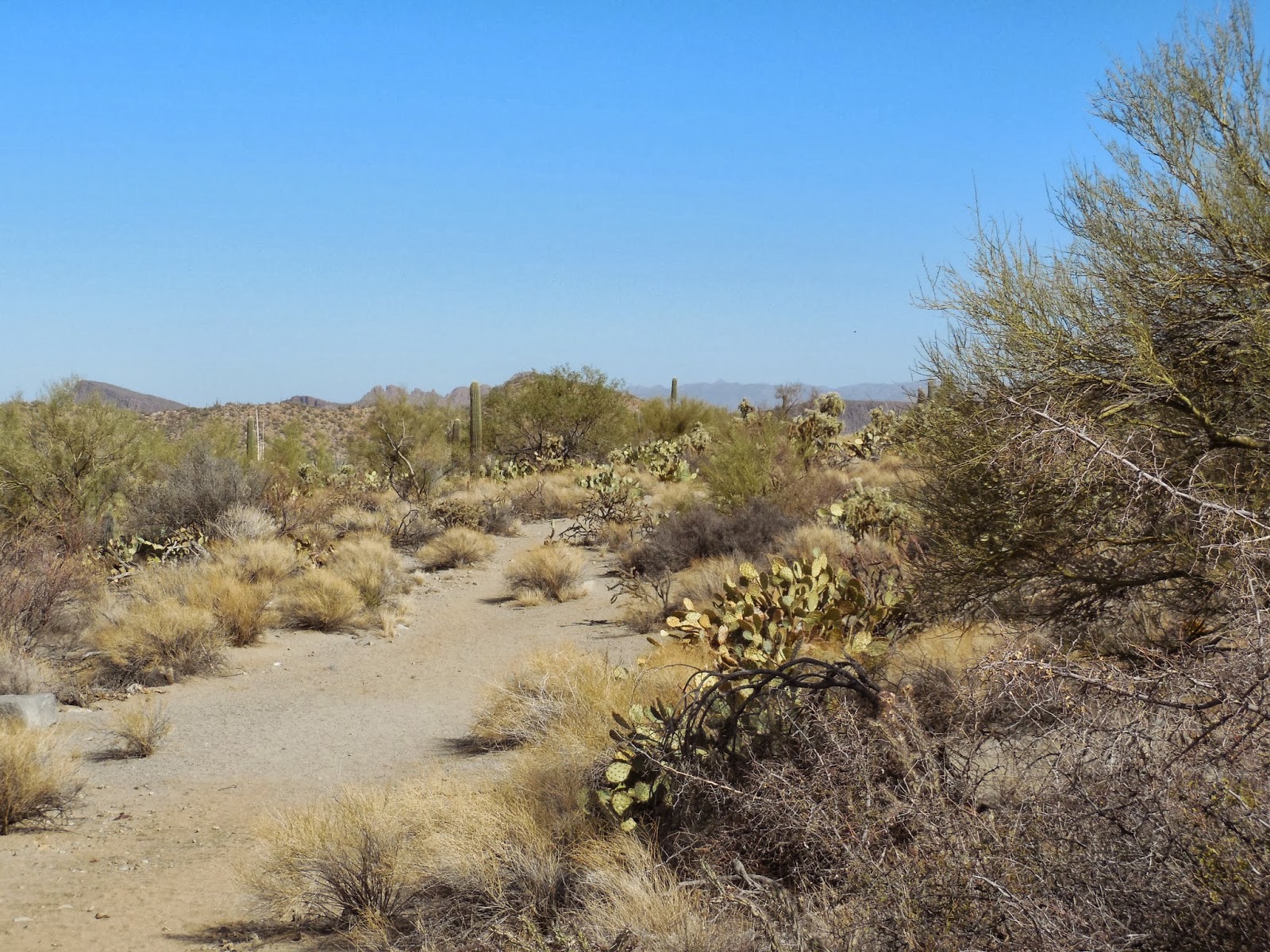 Exploring the American West: Sendero Esperanza Trail to Wasson Peak