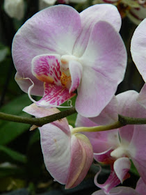 Moth Orchid Phalaenopsis hybrid at Allan Gardens Conservatory 2016 Spring Flower Show by garden muses-not another Toronto gardening blog