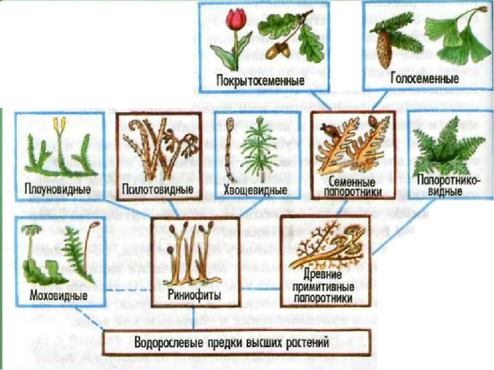 5 основных групп растений. Схема происхождения высших растений 5. Происхождение и Эволюция высших растений схема. Схема происхождения высших растений 5 класс биология.