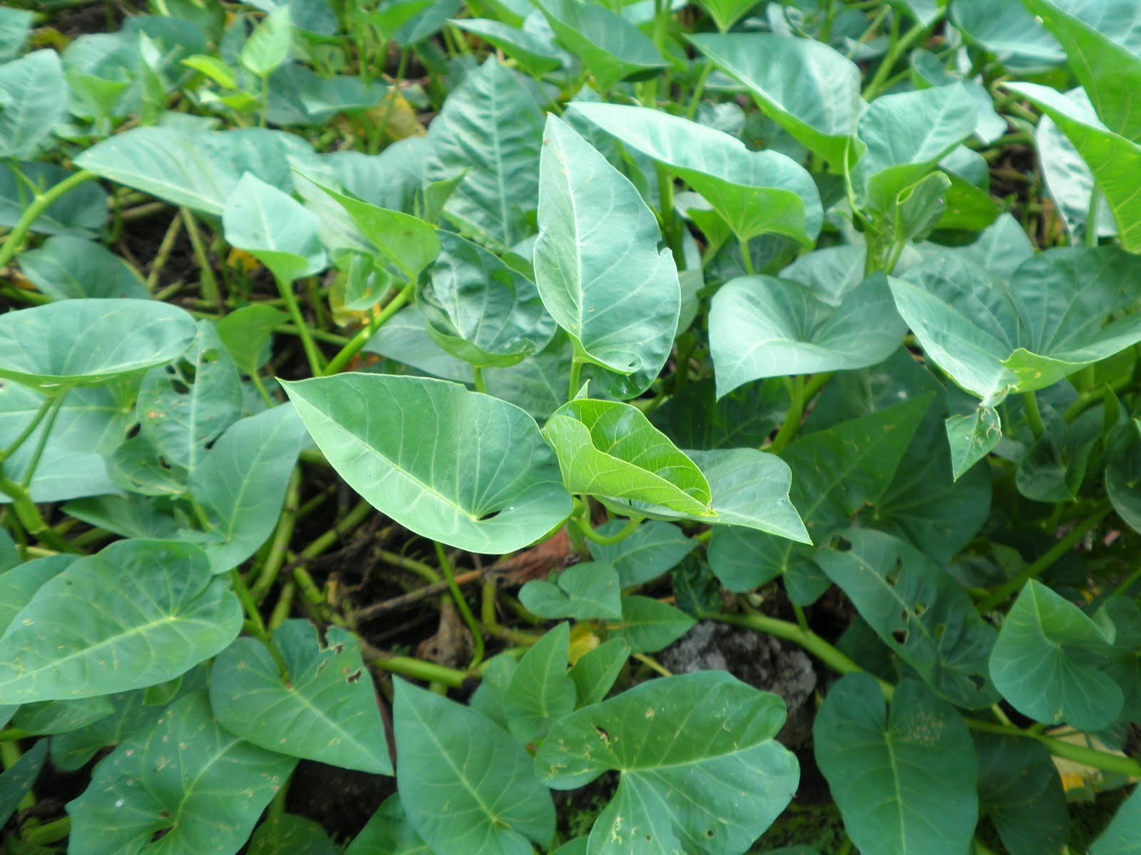 everything's herbed..... Crispy Kangkong