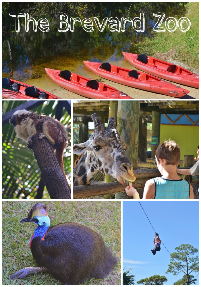 Life With 4 Boys An Interactive Animal Experience at The Brevard Zoo 
