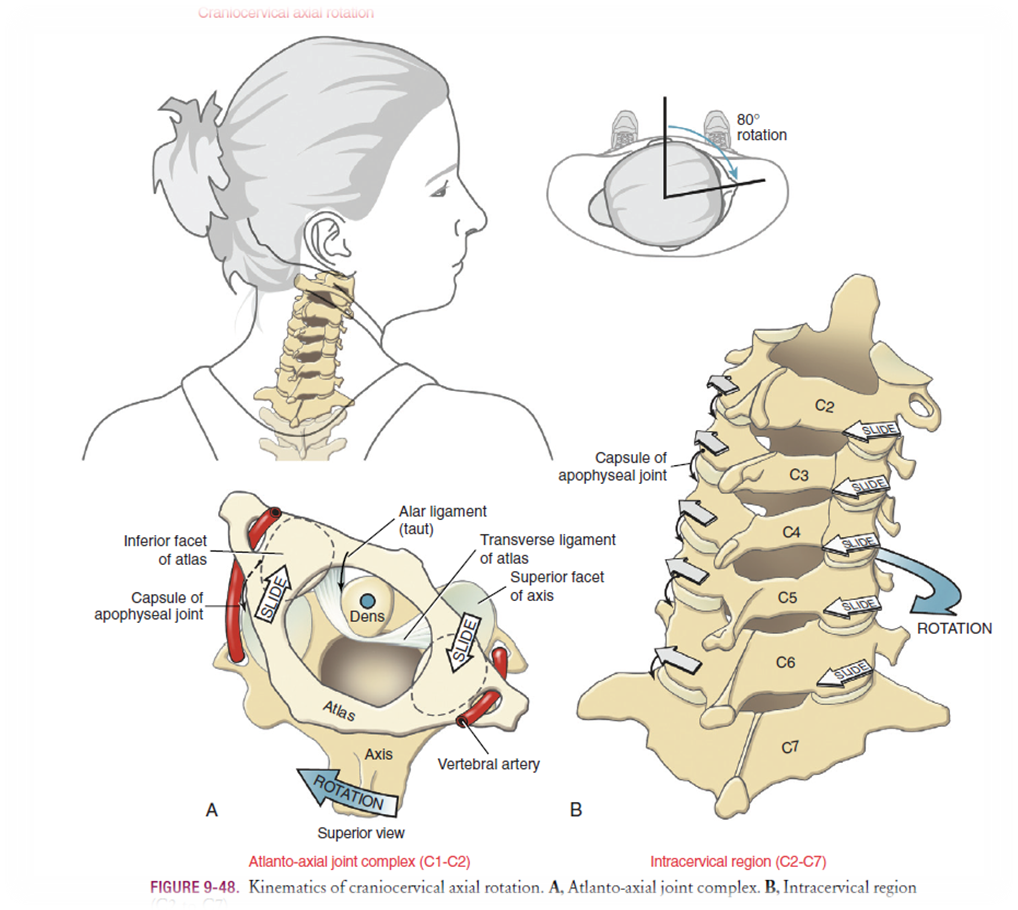 FISIOTERAPIA Y MOVIMIENTO CONCIENTE: ESQUEMA VISUAL DE LA ...
