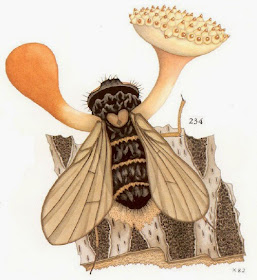 illustration of Cordyceps discoideocapitata from Illustrated Vegetable Wasps and Plant Worms in Colour 