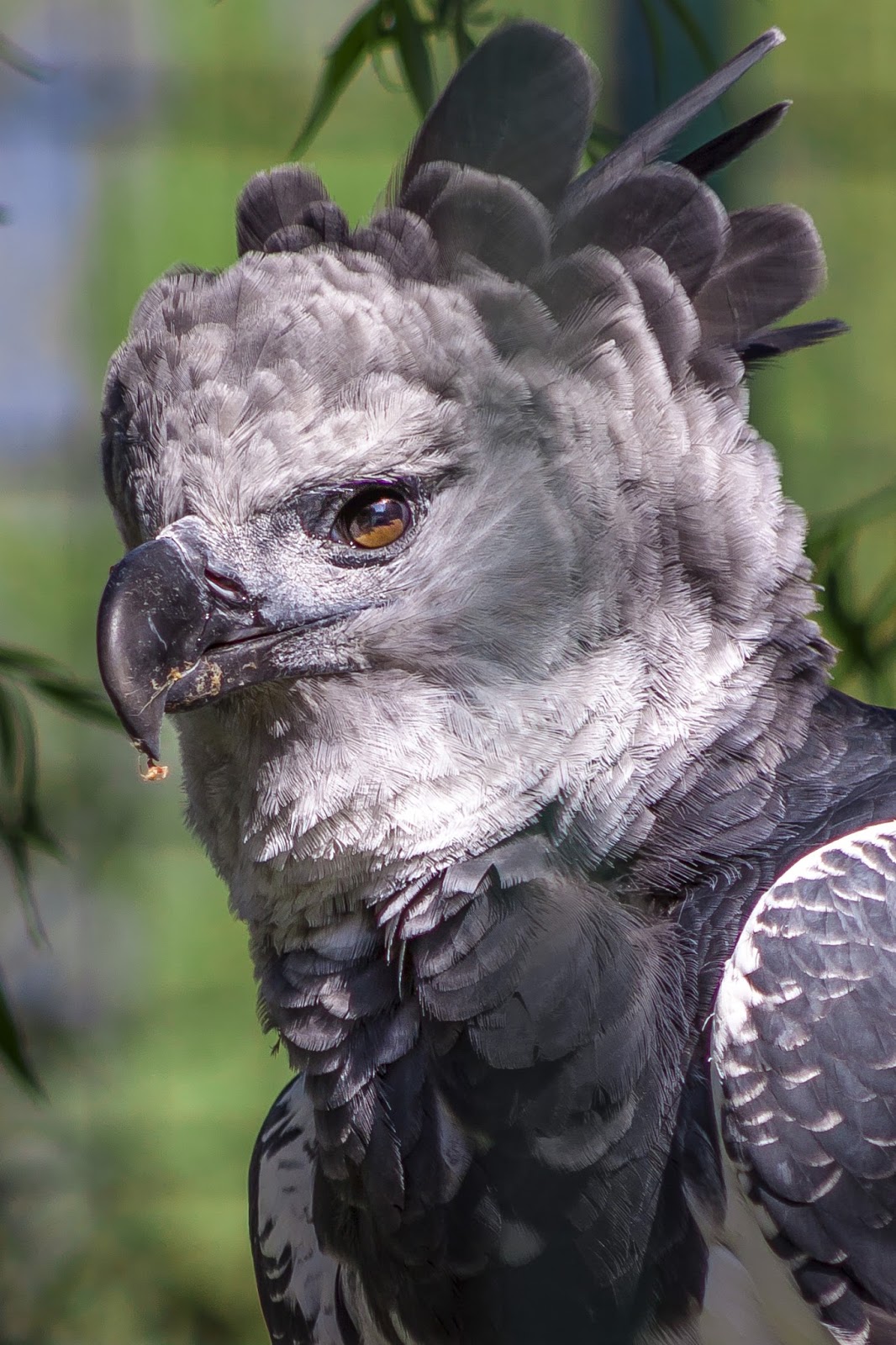 Picture of a harpy eagle.