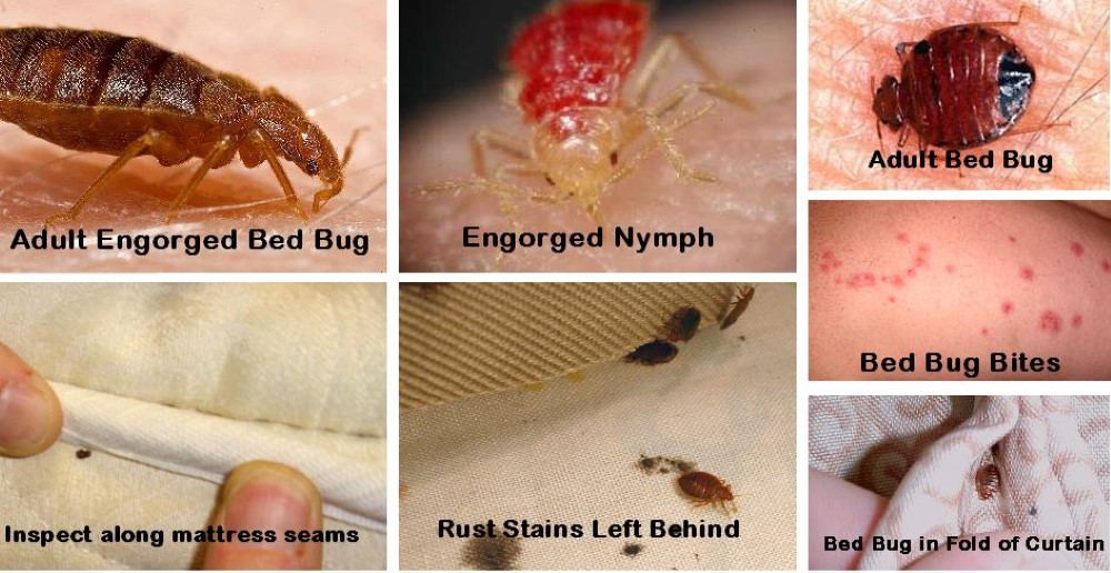 Bed bug removal Service in Lagos