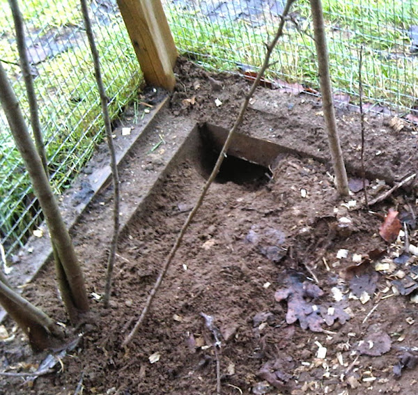 keeping rats out of chicken coop, how to keep rats out of chicken coop