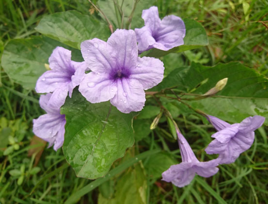 Bunga Kencana Ungu di Depan Rumah Saya