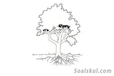 contoh gambar pohon 1