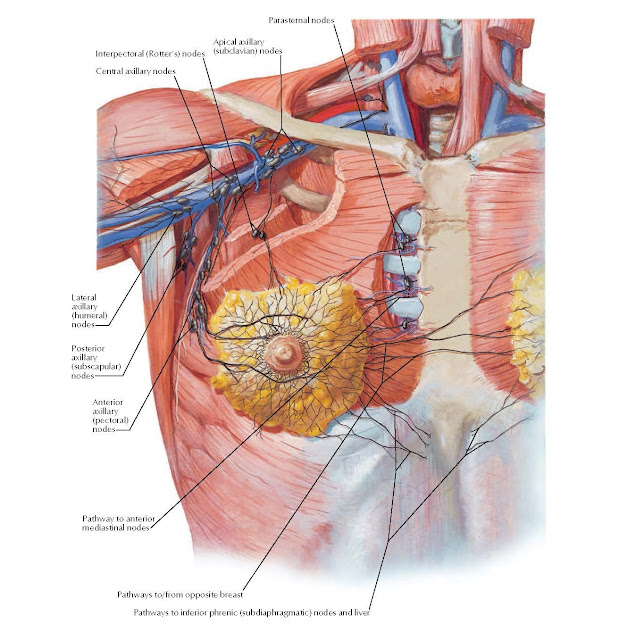 Lymph Vessels and Nodes of Mammary Gland Anatomy