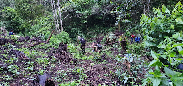 Di Duga Di Tanam Dalam Kawasan Hutan Lindung Polres Pagaralam Bongkar Sindikat Penanam Ganja Tiga Hektar