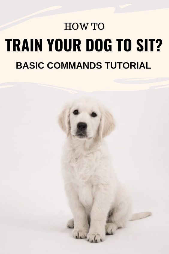 Dog Brain Train how to train your dog to sit basic commands tutorial