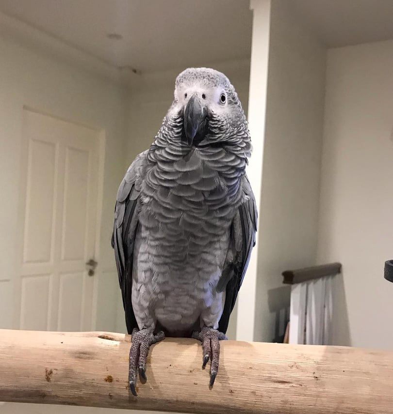 Congo African Grey Parrots For Sale