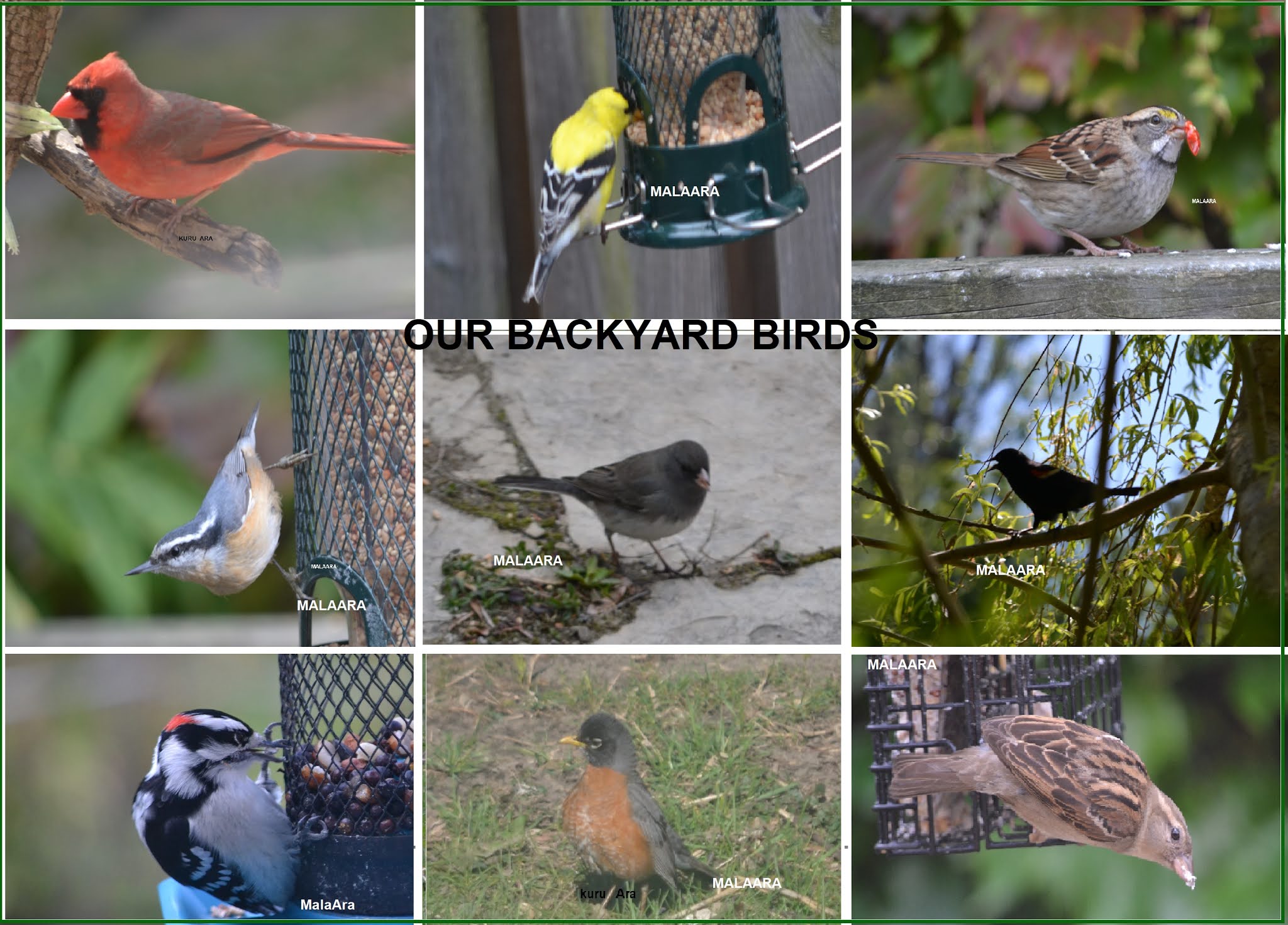 Kuru Aravinthan BIRDS IN TORONTO BACKYARD