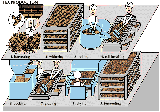 innovate TEA....: Tea Processing Technology