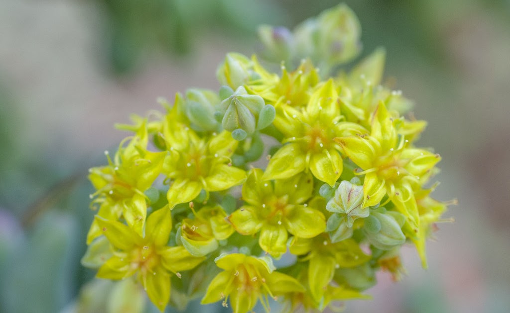 Sedum pachyphyllum Jelly beans plant care and culture Travaldo's blog