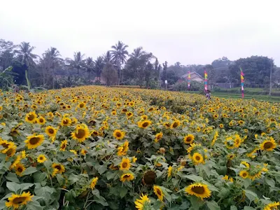 Helio Garden Yogyakarta