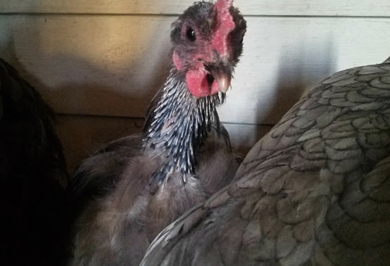 Help! It's Winter and my Chicken is Molting! Fresh Eggs Daily® with