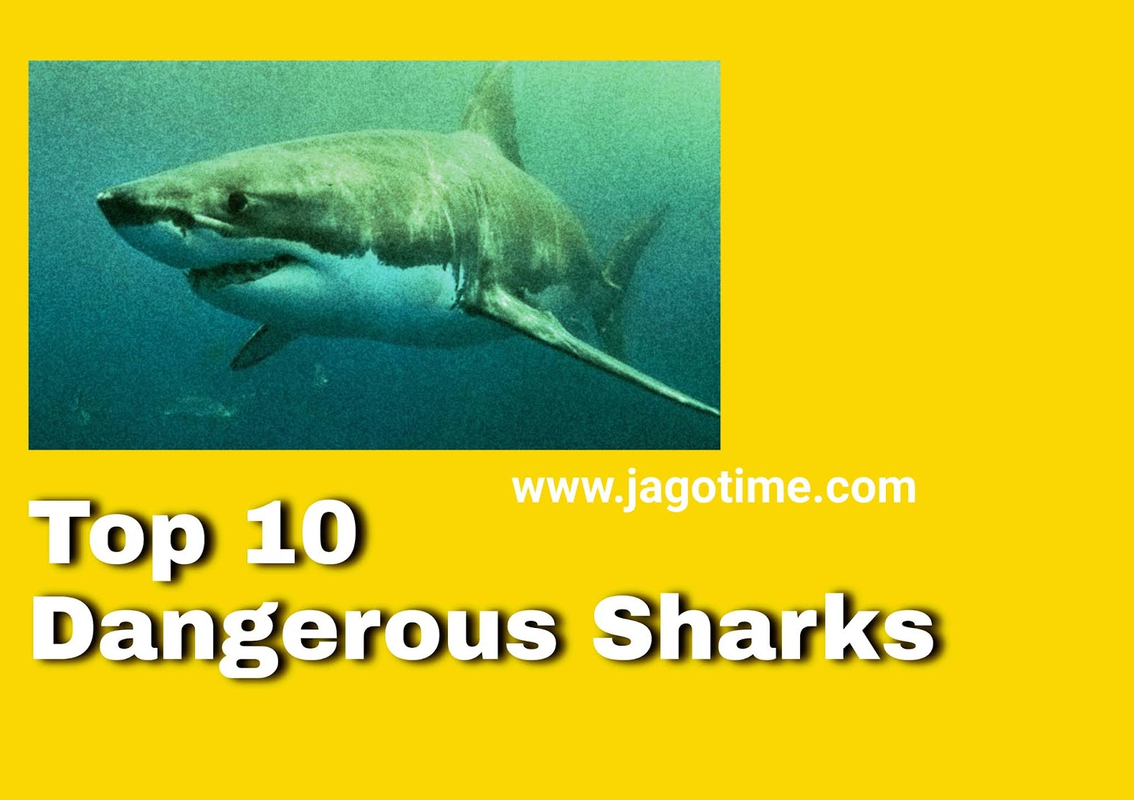 Top 10 the most dangerous sharks in the world