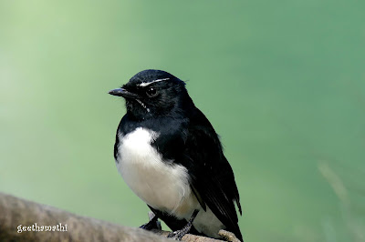 1.%2Bwillie%2Bwagtail.JPG