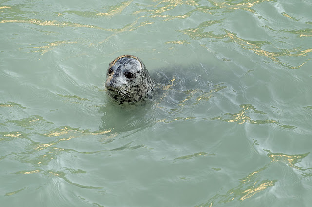 Seal in Skagway, Alaska