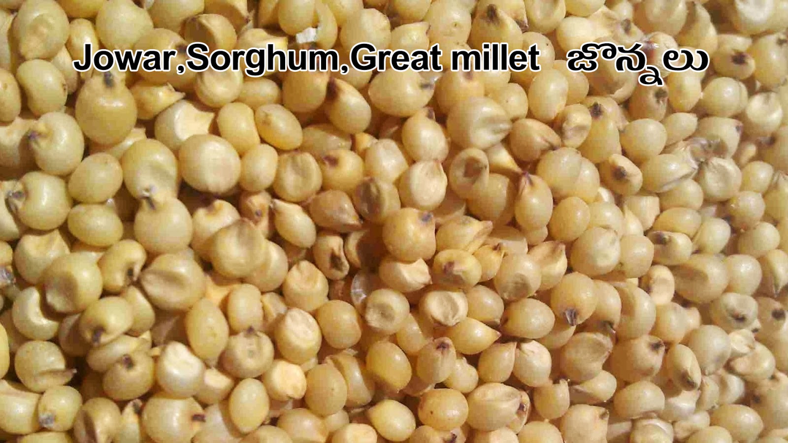 CEREALS DHAANYAALU Picture Dictionary English Telugu