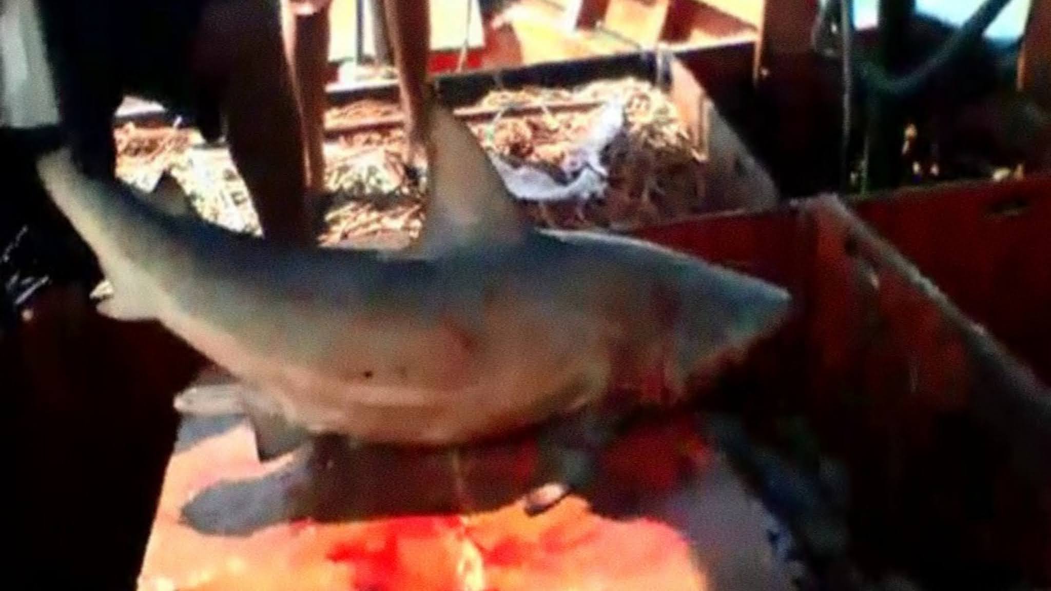 Pescador é mordido enquanto tenta pegar tubarão no Pará